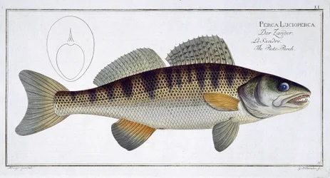 Gjeddeabbor (Perca lucioperca) plate LI fra 